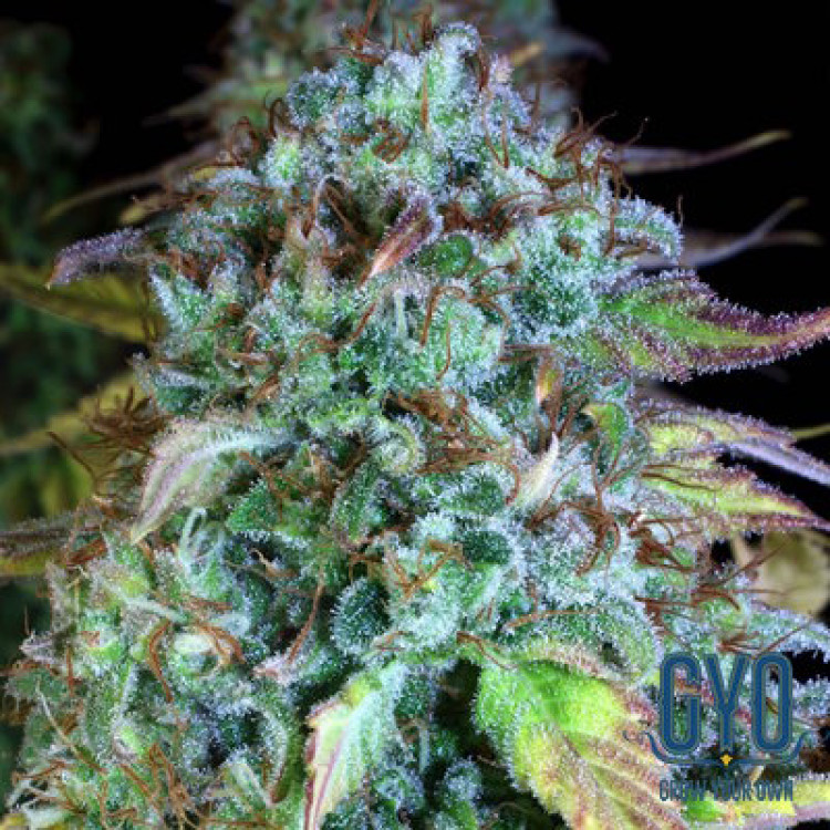 Serious Seeds Happiness Feminised Weed Seeds