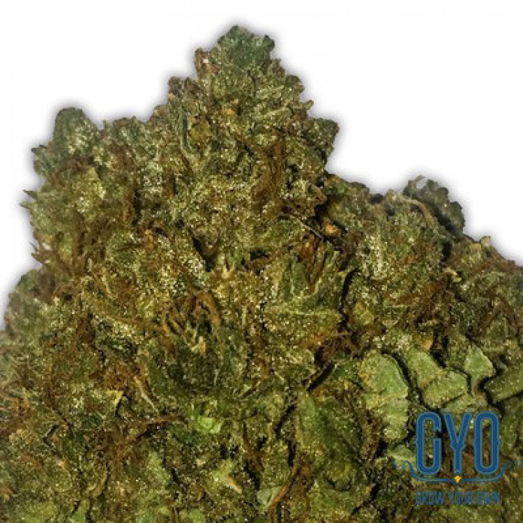 Heavyweight Seeds Money Bush Feminised Cannabis Seeds