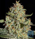 Black Diesel